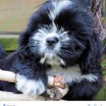 Lilly Perkins - @lilly.the.puppy.4 - Instagram