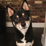 Lilly Powers - @shiba.puppy.powers - Instagram