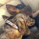 Rowley & Lilly - @rowley_and_lilly - Instagram
