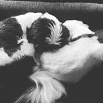 Lilly Simon - @lover_of_2_dogs - Instagram