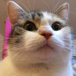 Lilly Simon - @catgirl2210 - Instagram