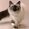 Lilly Simon - @lillykitty800 - TikTok