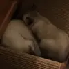 simon_lilly3 - @simon_lilly3 - TikTok