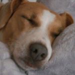 lilly spence - @lilly_awesomedog - Instagram