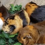 Lilly Steiner - @meerschweinchen.ratgeber - Instagram