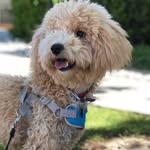 Lilly Stephens - @lillythepoochon - Instagram