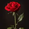lillys_poetry - @lillytuttle2 - TikTok