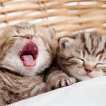 lilly Walters - @lovecats1234.mash4077 - Instagram