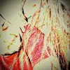 Lilly Ward - @lilly.ward5 - TikTok