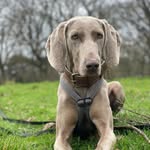 Lilly - @lilly__weimaraner - Instagram
