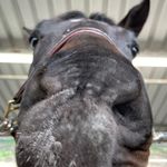 Lily zimmer - @l1ly_eq - Instagram