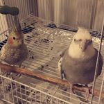 coras & lily albert 🐤🐦 - @coras_and_lily_albert - Instagram