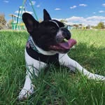 Lily Bacon - @lilybaconfrenchie - Instagram