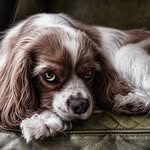 Lily Bain - @dogs__cute__family - Instagram