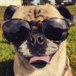 Lily Still-Dukes-Baxter - @lily_le_pug - Instagram