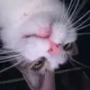 lily - @.lilybower - TikTok