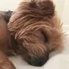lily browning - @lily7447 - TikTok