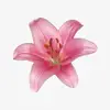 𝐋 𝐈 𝐋 𝐘 🎀 - @lilybuckley_xx - TikTok