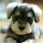 Lily Burch - @puppies._.4life - Instagram
