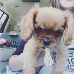 Lily Cannon - @lovelylilythepuppy - Instagram