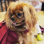 Lily Cannon - @lilyrosethepuppy - Instagram