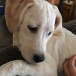 Lily Rose Cantrell - @livin_like_lily_2020 - Instagram