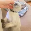 Leo🦁🐱 - @lilycho03 - TikTok