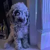 Lily Clarkson - @lilyclarkson5 - TikTok