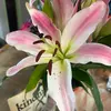 Lilly Clement - @lilly.clement8 - TikTok