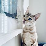Lily Clement - @lilythesnowleopard - Instagram