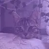 Lily⭐️ - @lily.coeee8 - TikTok