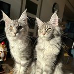 Lily and Lotus the Maine Coons - @mainecoons_lily_lotus - Instagram