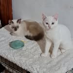 Cotton and Lily 🐱 - @catslife_lilycotton - Instagram