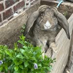 𝓛𝓲𝓵𝔂_𝓬𝓸𝓽𝓽𝓸𝓷𝓽𝓪𝓲𝓵_𝓻𝓪𝓫𝓫𝓲𝓽𝓻𝔂 - @lily_cottontail_rabbitry - Instagram