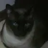 lily.cotton123 - @lily.cotton123 - TikTok