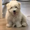 Lilycotton - @lilycottoni - TikTok