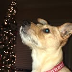 @lilydoddthedog - Instagram