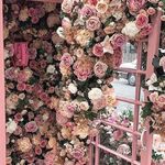lily dolan - @dlily7260 - Instagram