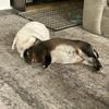 Lily - @lily.donovan - TikTok