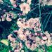Lilly Dutton - Facebook