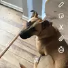 lily Dutton  - @lilydutton_ - TikTok