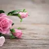Lily_Frank - @Lily_Frank - TikTok