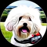 Lily & Friends Dog Walker - @lilylouandfriends - Instagram