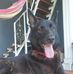 Lily our Best friend - Facebook