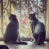 lily&friends - @lilyfriends5 - TikTok