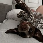 Lily Gallo Gonzalez - @lilythedalmatianbrittany - Instagram