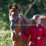 Lily Good - @lilygood_eventing - Instagram
