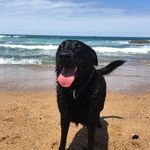 Lilly Goodrich - @lillyg_the_lab - Instagram