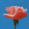 lilygraff - @lilygraff - TikTok