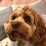 My story - @lily_greene_5 - Instagram